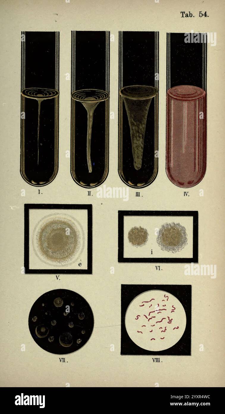 Wheel Bacteriogram Atlas and essentials of bacteriology New York, William Wood & Co, 1897 ...