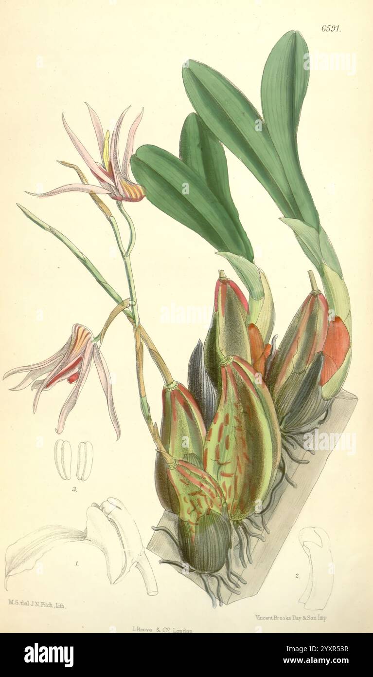 Science matilda smith dendrobium treacherianum taxonomy hi-res stock ...