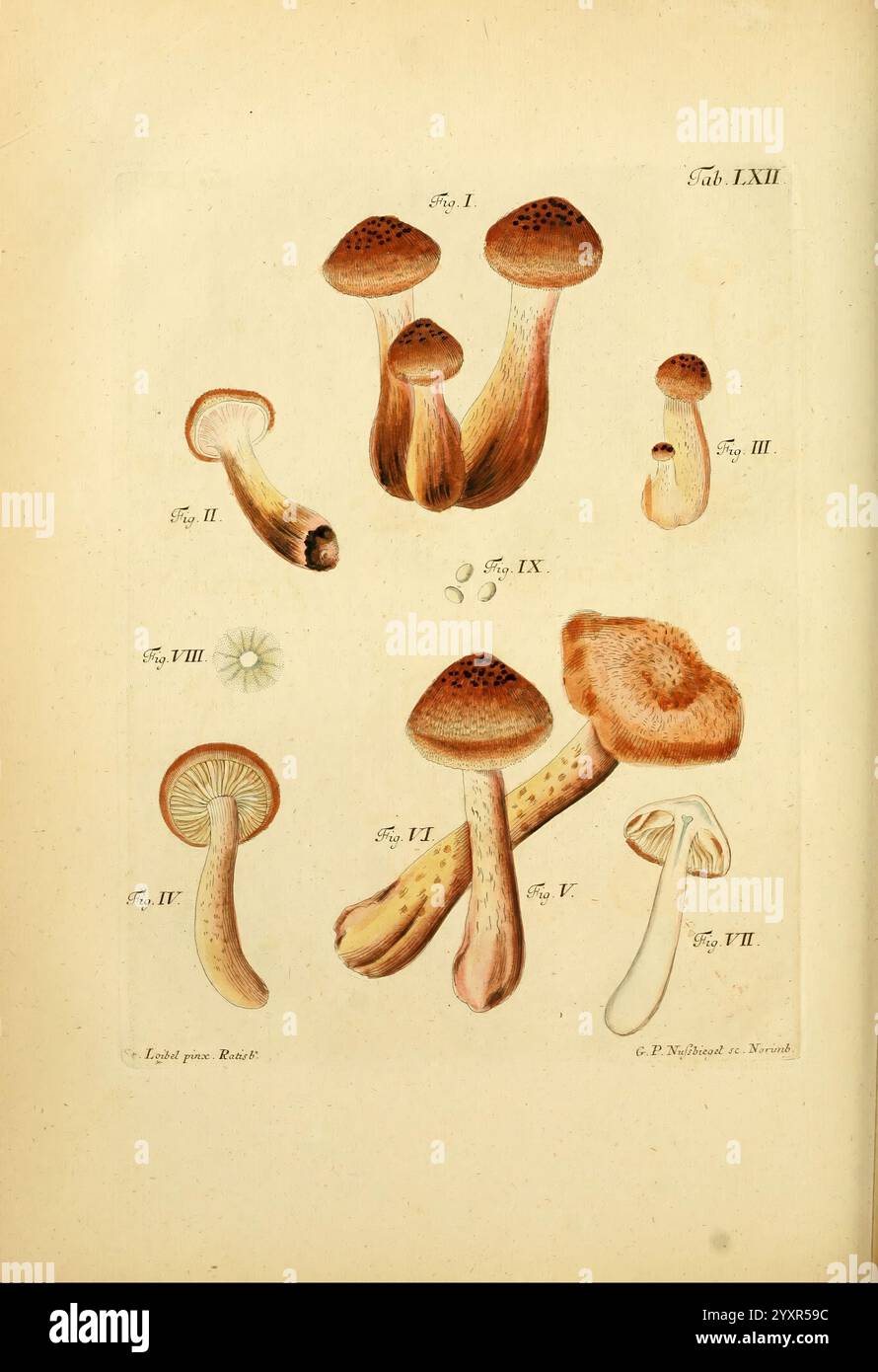 Comprehensive visual exploration hi-res stock photography and images ...