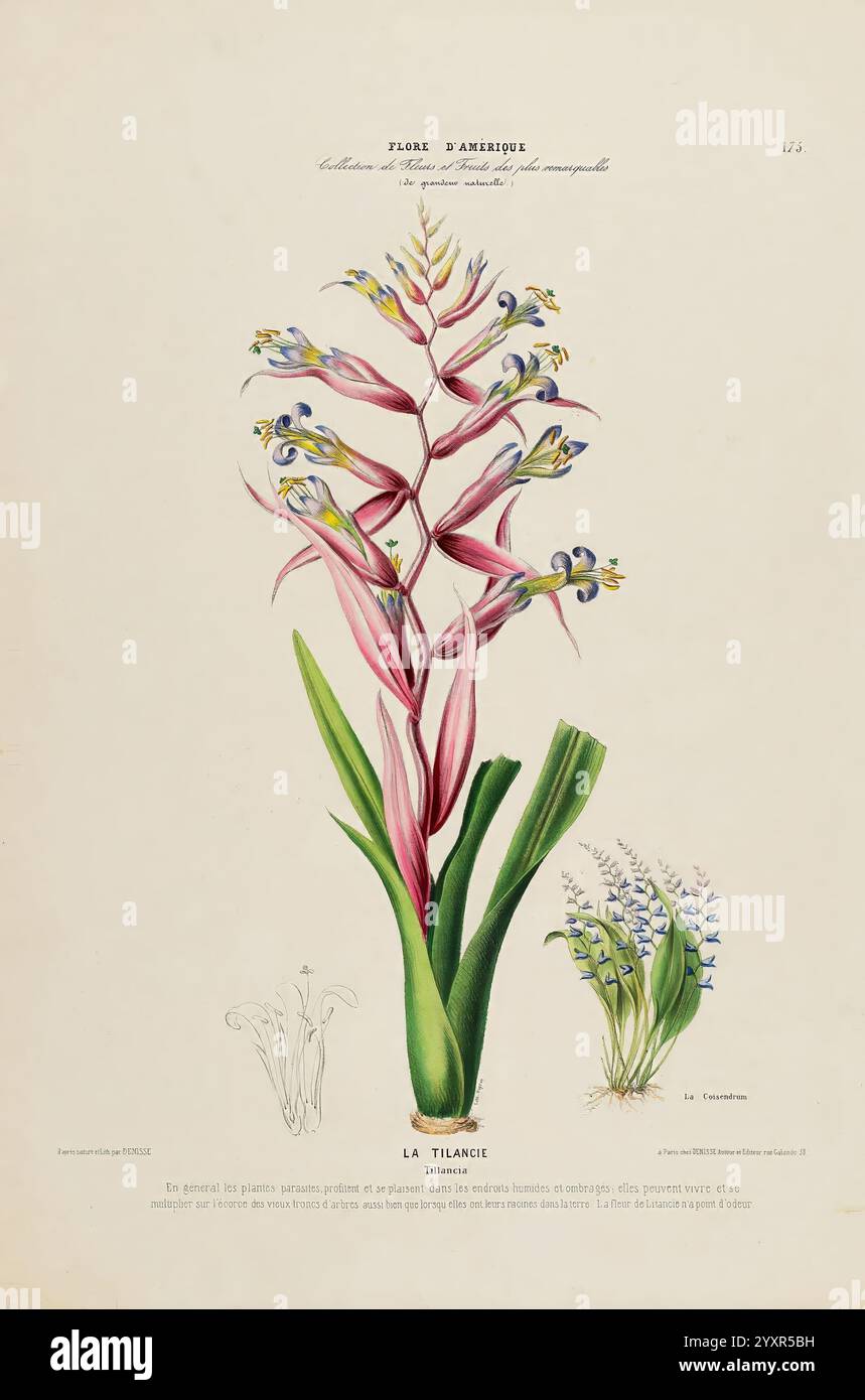 La tillandsia hi-res stock photography and images - Alamy