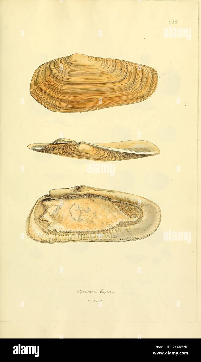 Illustration features three distinct types of shells hi-res stock ...