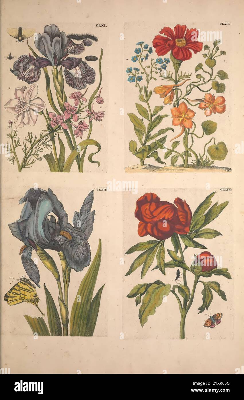 De Europischen insecten, Tot Amsterdam, By J.F. Bernard, 1730, botany ...