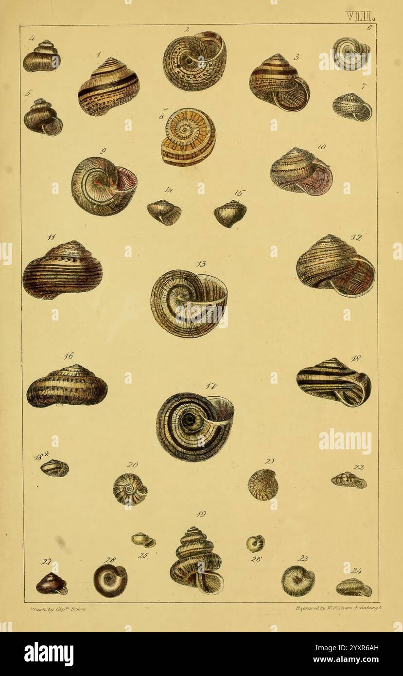 Illustrations of the land and fresh water conchology of Great Britain ...