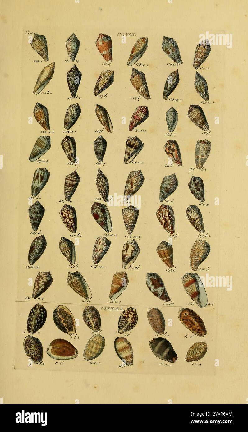 Index testaceologicus, London, 1856, mollusks, shells, This collection ...