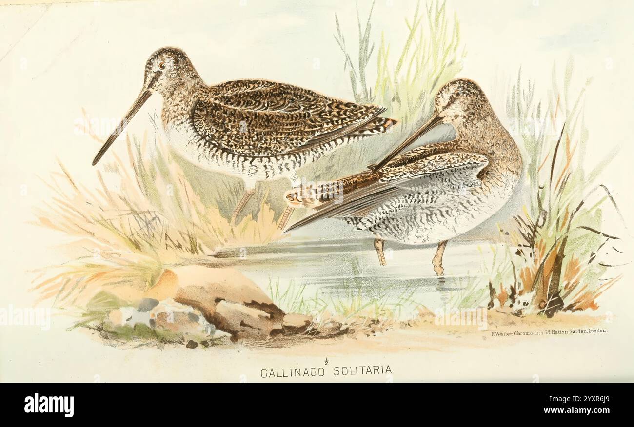 Indian sporting birds London Francis Edwards 1915 birds game and game birds India, Two solitary shorebirds are depicted near a water's edge, surrounded by lush grass and reeds. Their plumage is intricately detailed, showcasing a blend of browns and grays with distinctive patterns ideal for camouflage. The birds are standing close together, with one actively preening its feathers, while the other keeps a watchful gaze in the direction of the viewer. The serene environment, characterized by gentle ripples in the water and soft vegetation, highlights the peaceful coexistence of wildlife in its na Stock Photo