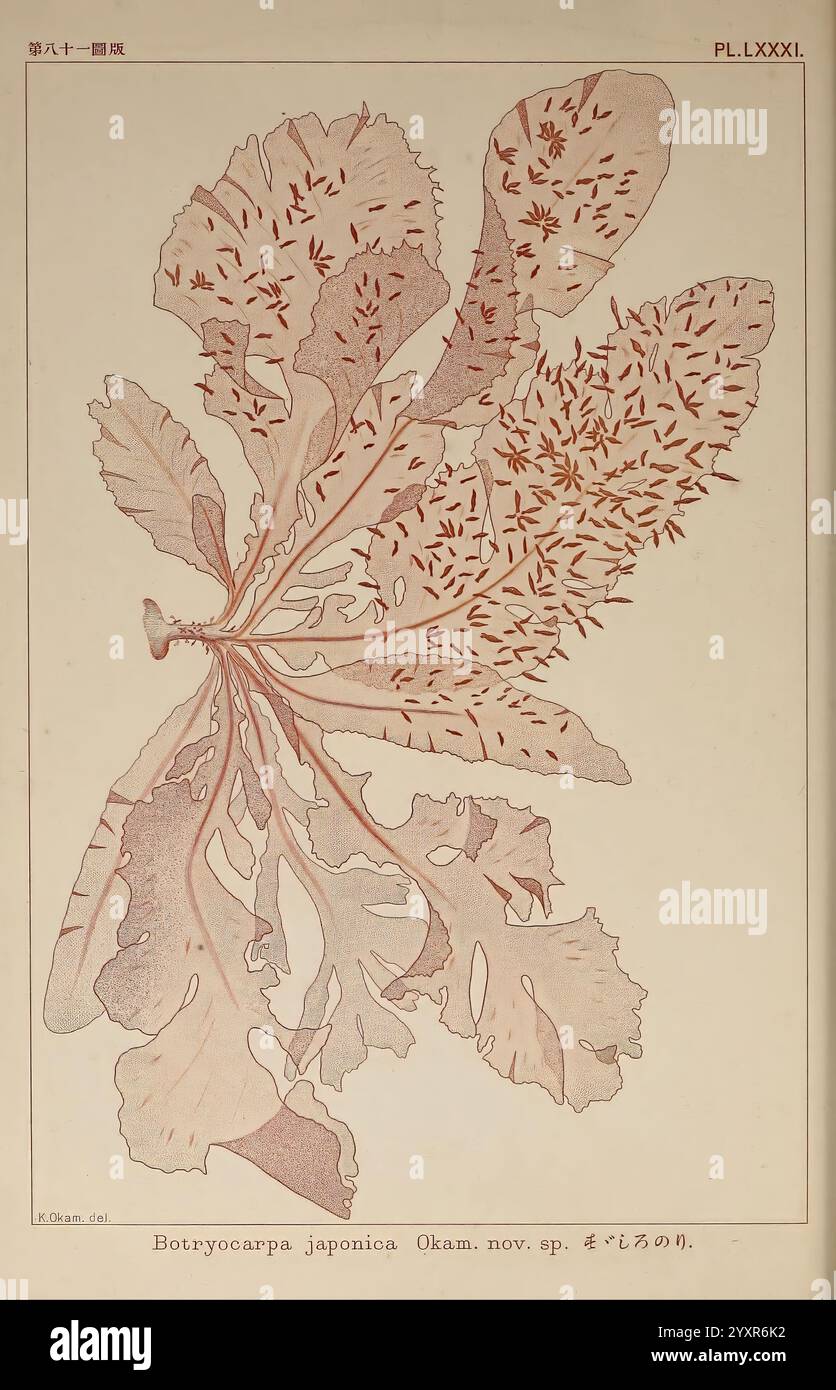 Kintaro okamura hist hi-res stock photography and images - Alamy