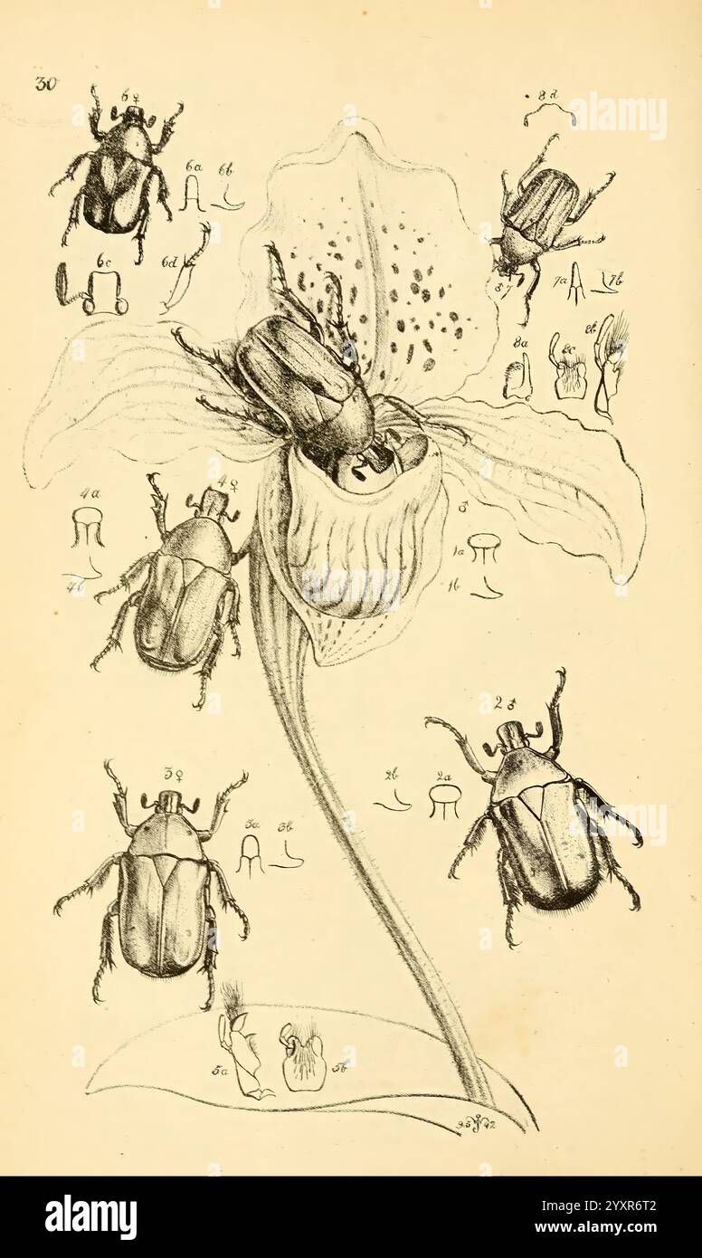 William Roe Insects Arcana entomologica, or Illustrations of new, rare, and interesting ...