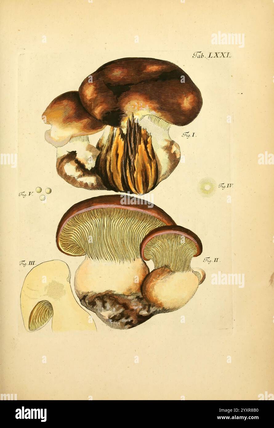 Fungorum qui in Bavaria et Palatinatu circa Ratisbonam nascuntur icones ...