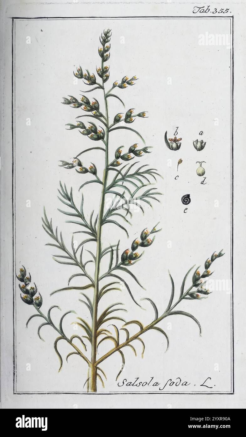 Upright plant showcases narrow hi-res stock photography and images - Alamy