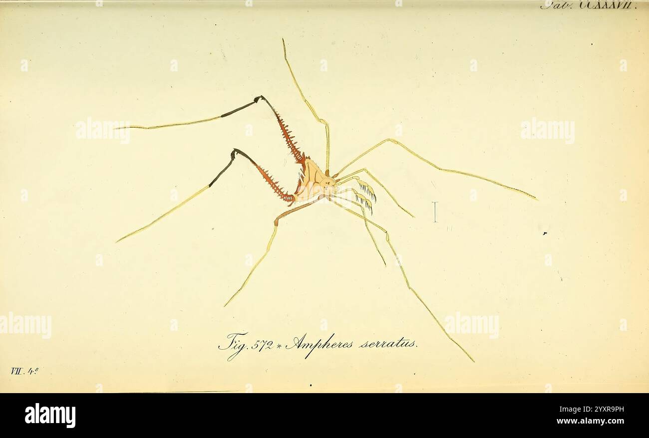 Die Arachniden, Nürnberg, In der C. H. Zeh'schen Buchhandlung, 1831 ...