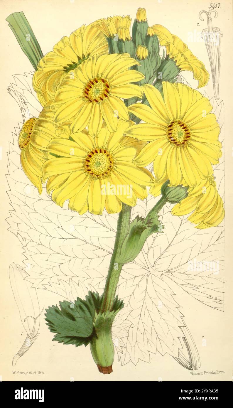 Radiates symmetry hi-res stock photography and images - Alamy