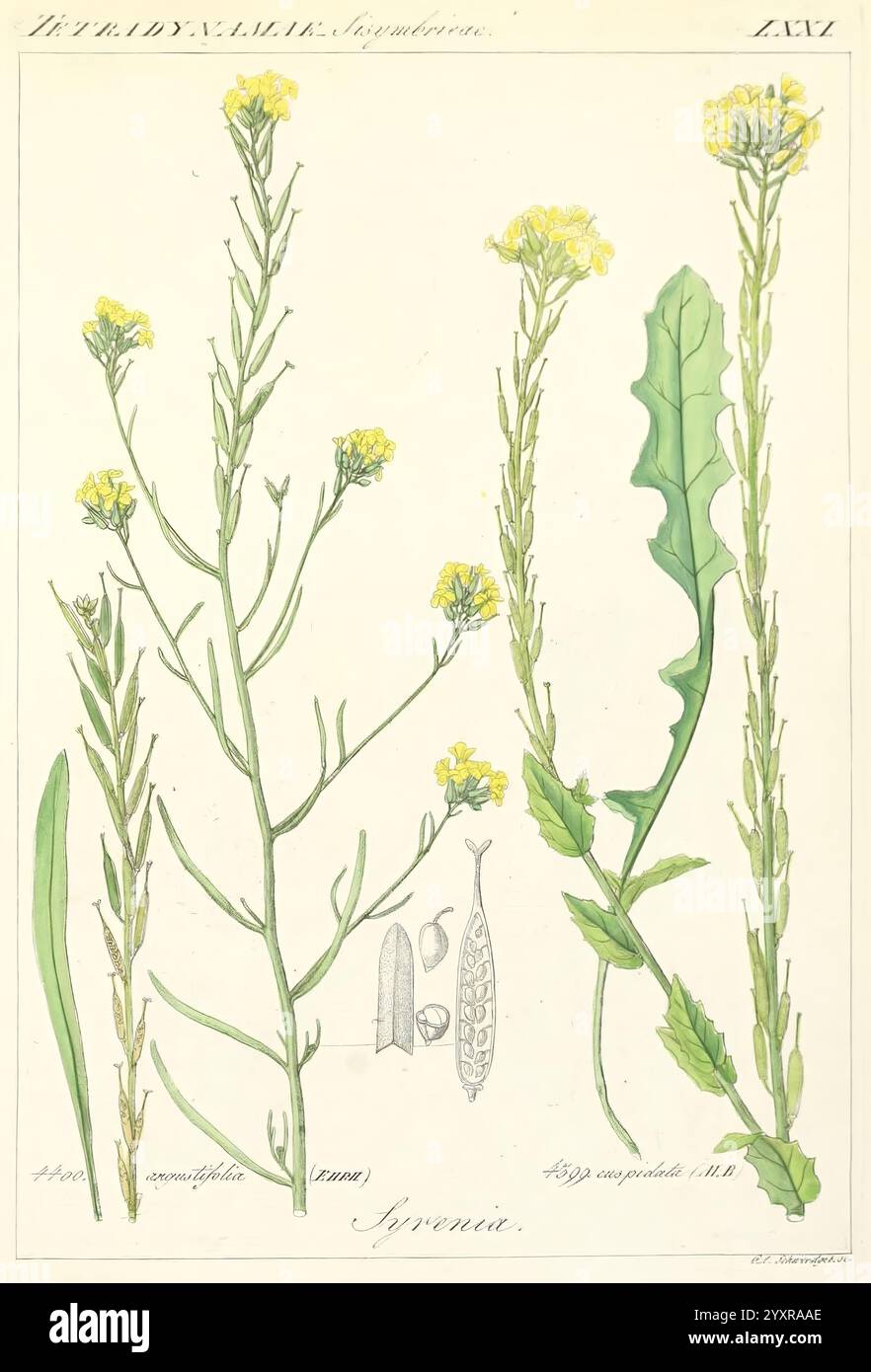 Icones florae Germanicae et Helveticae, simul Pedemontanae, Tirolensis ...