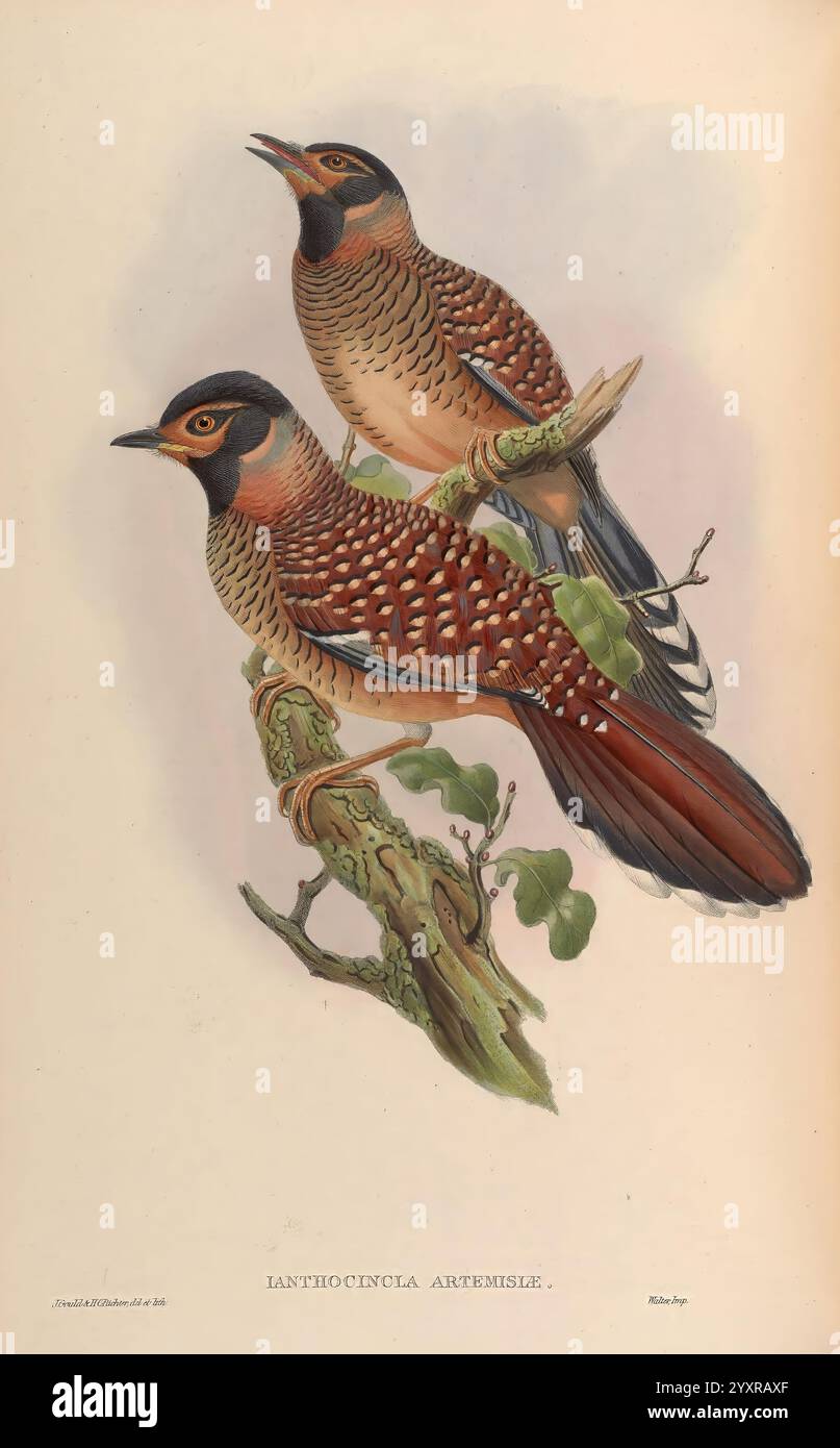 Birds exhibit elegant forms hi-res stock photography and images - Alamy