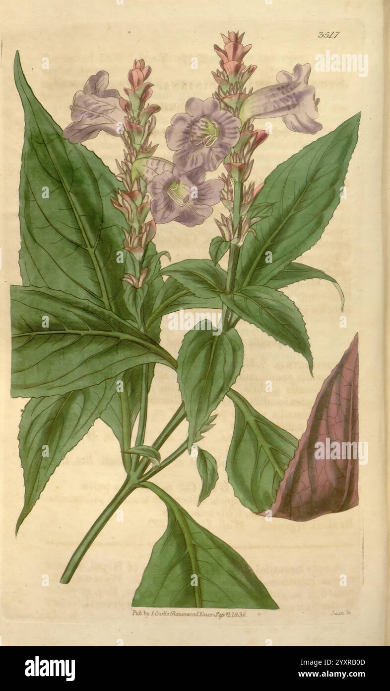 Curtis's Botanical Magazine London New York Botany Periodicals Pictorial Works Curtis Nepal, This illustration showcases a botanical study featuring a flowering plant with delicate, tubular blossoms in shades of purple and lavender. The flowers are arranged in a clustered formation along a slender stem, surrounded by lush, broad green leaves. The intricate details of the petals reveal subtle veining, while the prominent foliage enhances the overall presentation. A leaf is depicted in the lower corner, exhibiting a contrasting texture that adds depth to the composition. The artist has captured Stock Photo