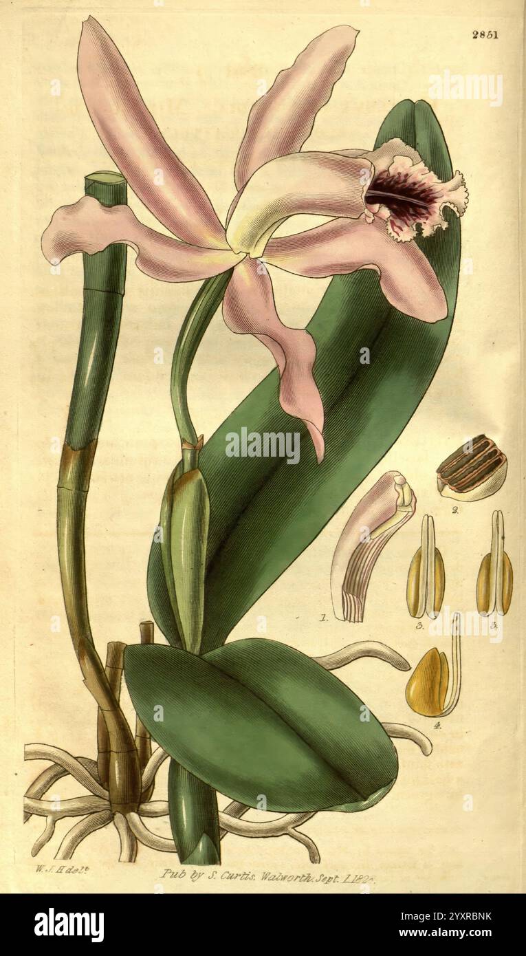 Curtis's Botanical Magazine, London, New York, botanical illustration ...