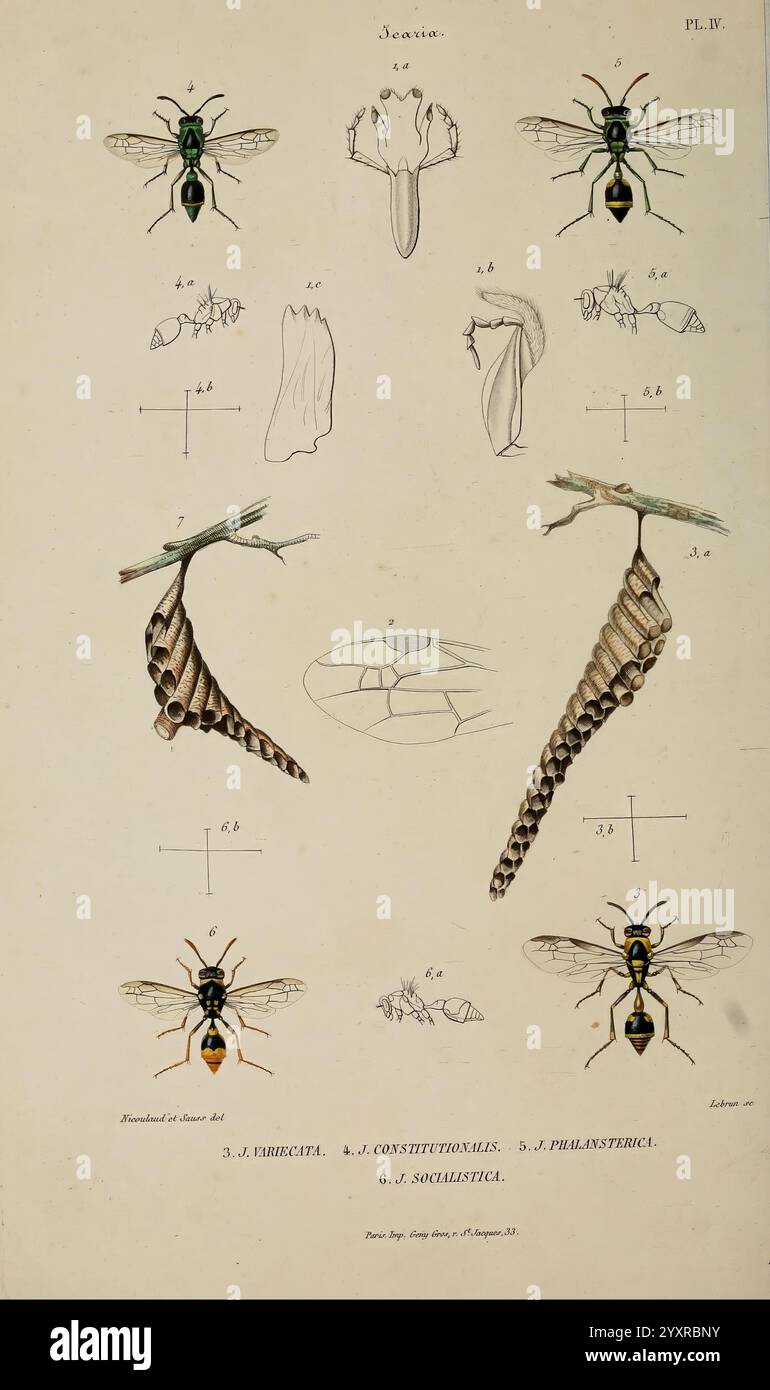 Études sur la famille des vespides, Paris, V. Masson, 1852-1858. Eumenes, hornets, pollen wasps, Vespidae, wasps, This illustration showcases various stages and types of a specific insect species, presented with meticulous detail. The top section features labeled depictions of a distinct insect body, showcasing its head and wings, while the middle displays different variations of its anatomy. Below, the focus shifts to the life cycle, illustrating the transformation from larva to pupa, along with additional morphologies. Each element is carefully annotated with references to their anatomical s Stock Photo