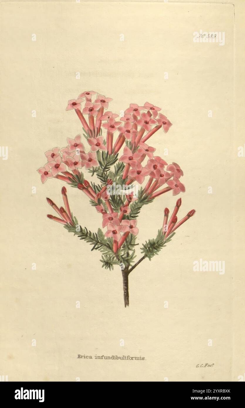 Bloom atop slender hi-res stock photography and images - Alamy