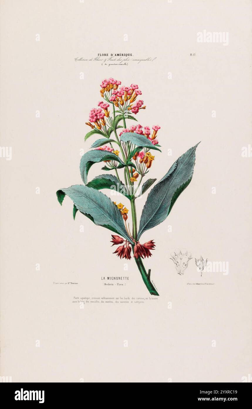 Flora damerique hi-res stock photography and images - Alamy
