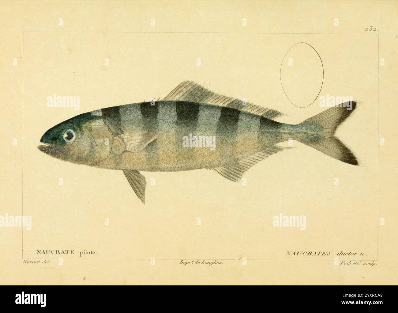 Fish features prominent dorsal hi-res stock photography and images - Alamy