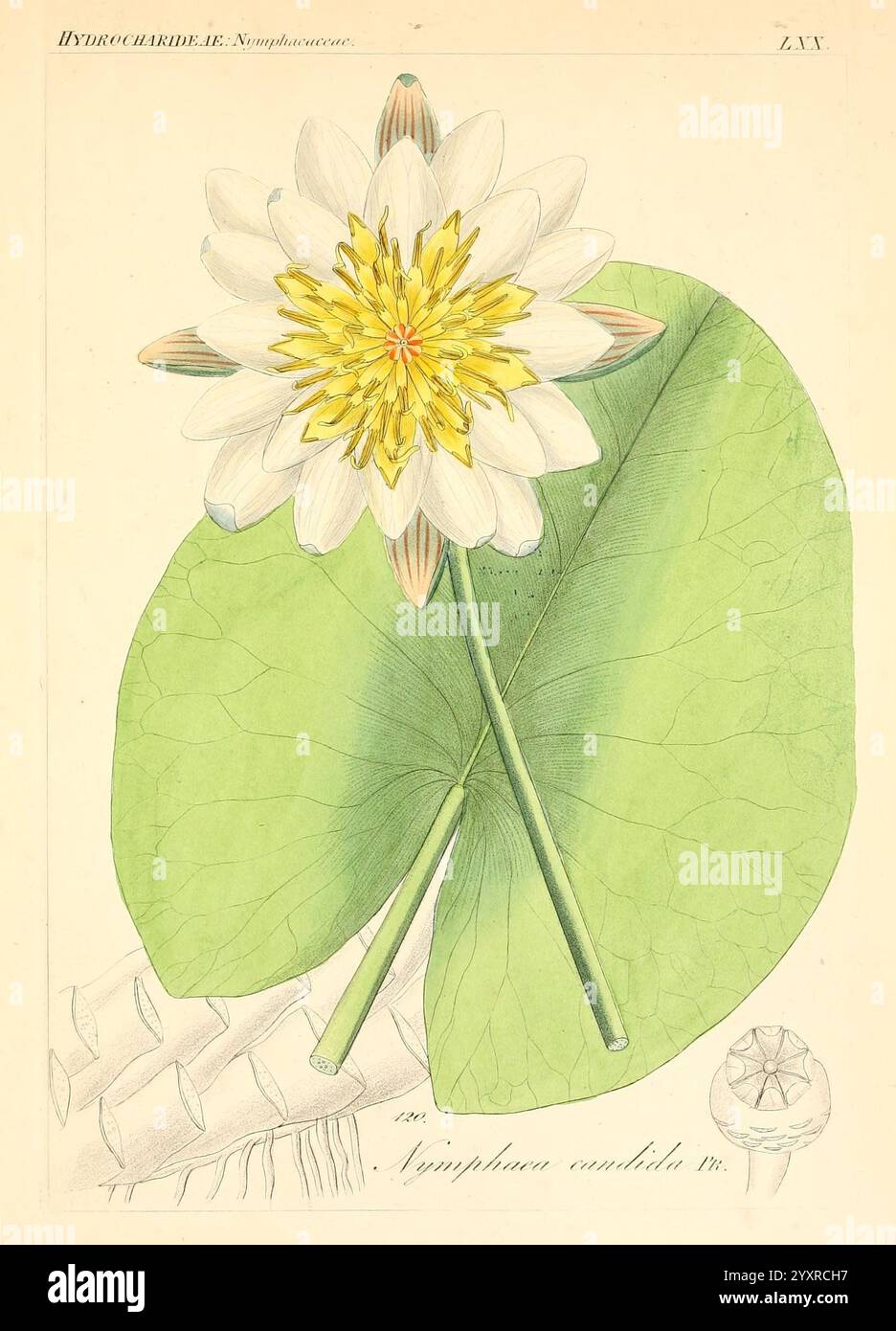 Lilys structure highlight hi-res stock photography and images - Alamy