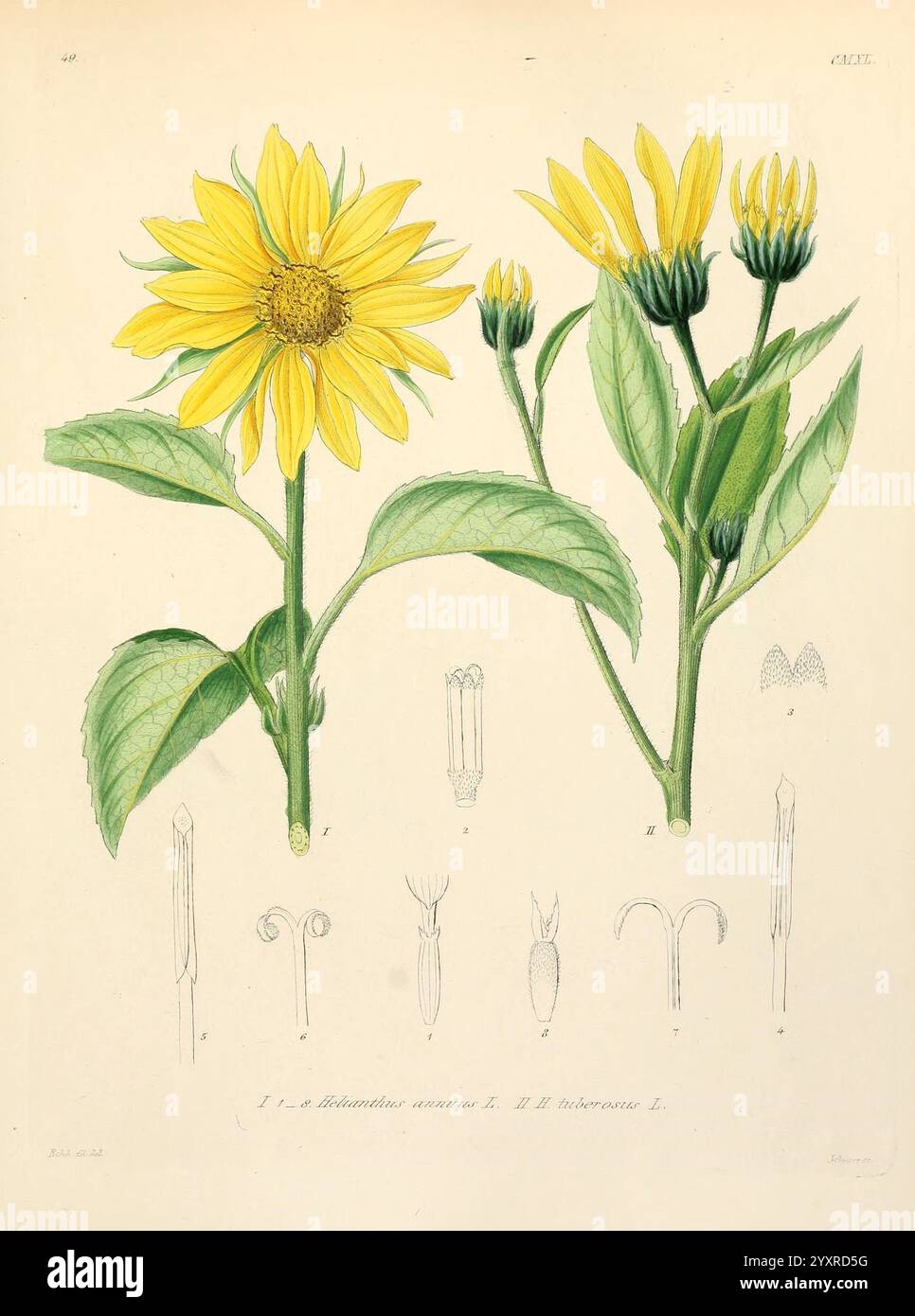 Icones florae Germanicae et Helveticae, Simul Pedemontanae, Tirolensis, Istriacae, Dalmaticae, Austriacae, Hungaricae, Transylvanicae, Moravicae, Borussicae, Holsaticae, Belgicae, Hollandicae, Ergo Mediae Europae. Lipsiae, F. Hofmeister 1834-1912. [v. 1, 1850], Europe, Pictorial works, Plants., The illustration features two prominent sunflower plants, showcasing their vibrant yellow blooms and broad green leaves. Each flower displays a cluster of petals radiating from a central disk, capturing the essence of the sunflower's striking appearance. Below the main plants, a series of detailed botan Stock Photo