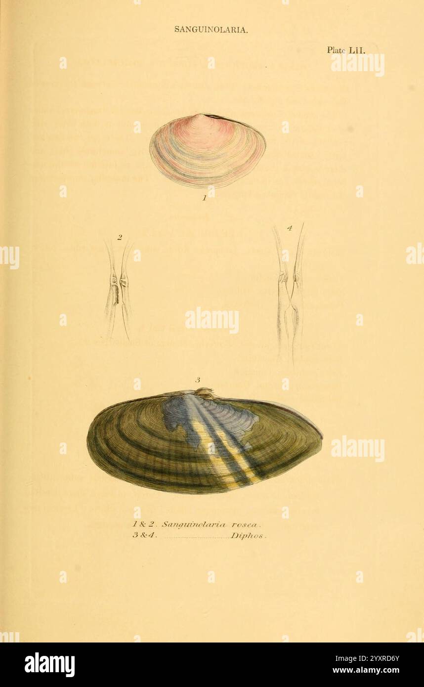 Shell Raddical View Anatomical insight hi-res stock photography and images - Alamy