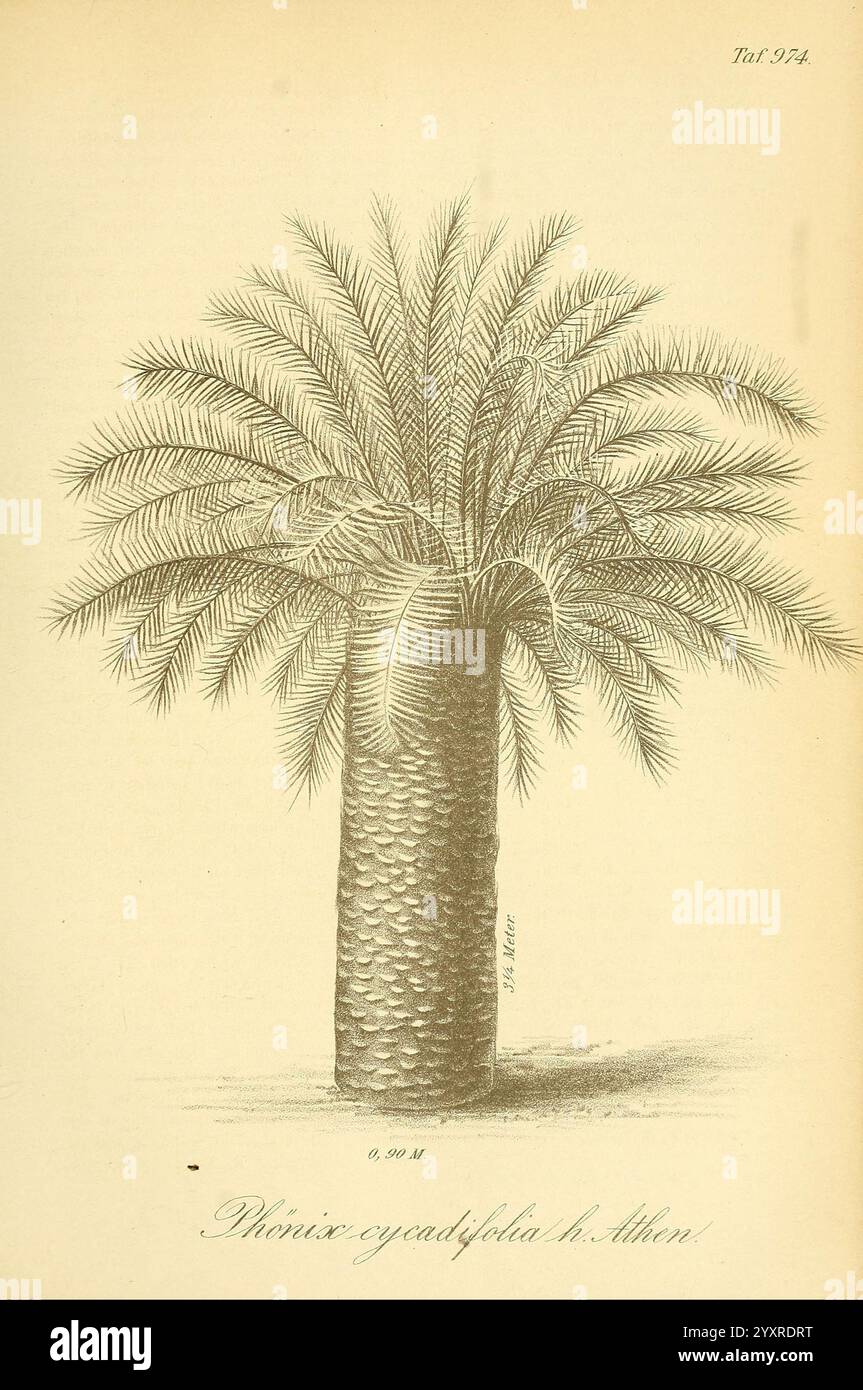 Gartenflora, Erlangen, F. Enke, 1852-1940, botany, gardening, Germany ...