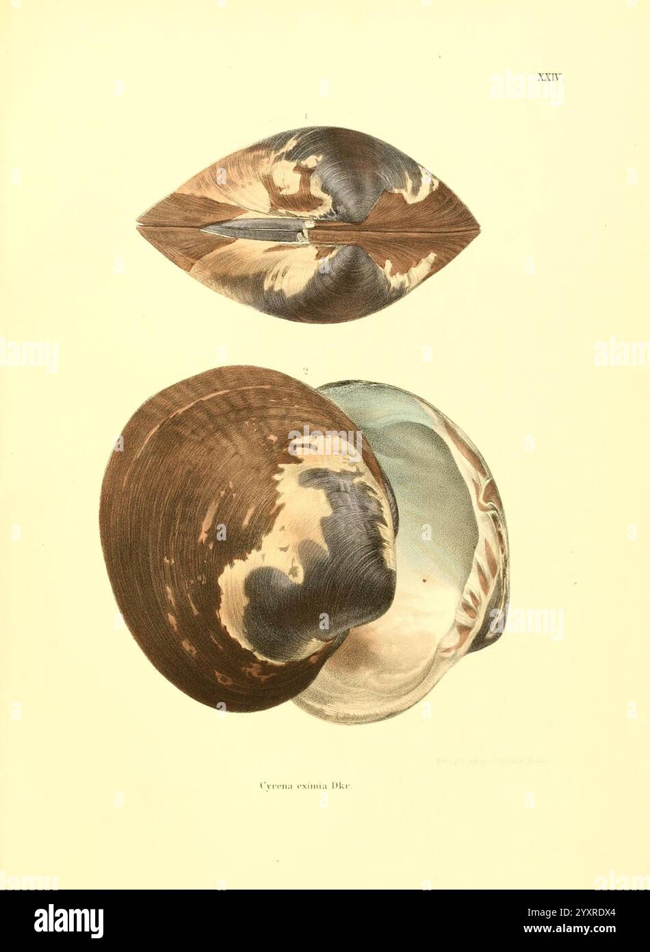 Featuring two distinct perspectives hi-res stock photography and images ...