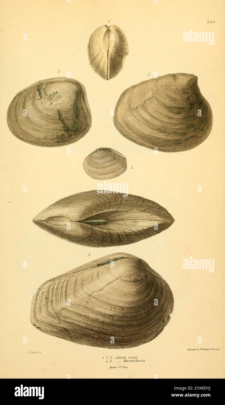 Elongated Shell Texture Elongated forms transitioning hi-res stock photography and images - Alamy