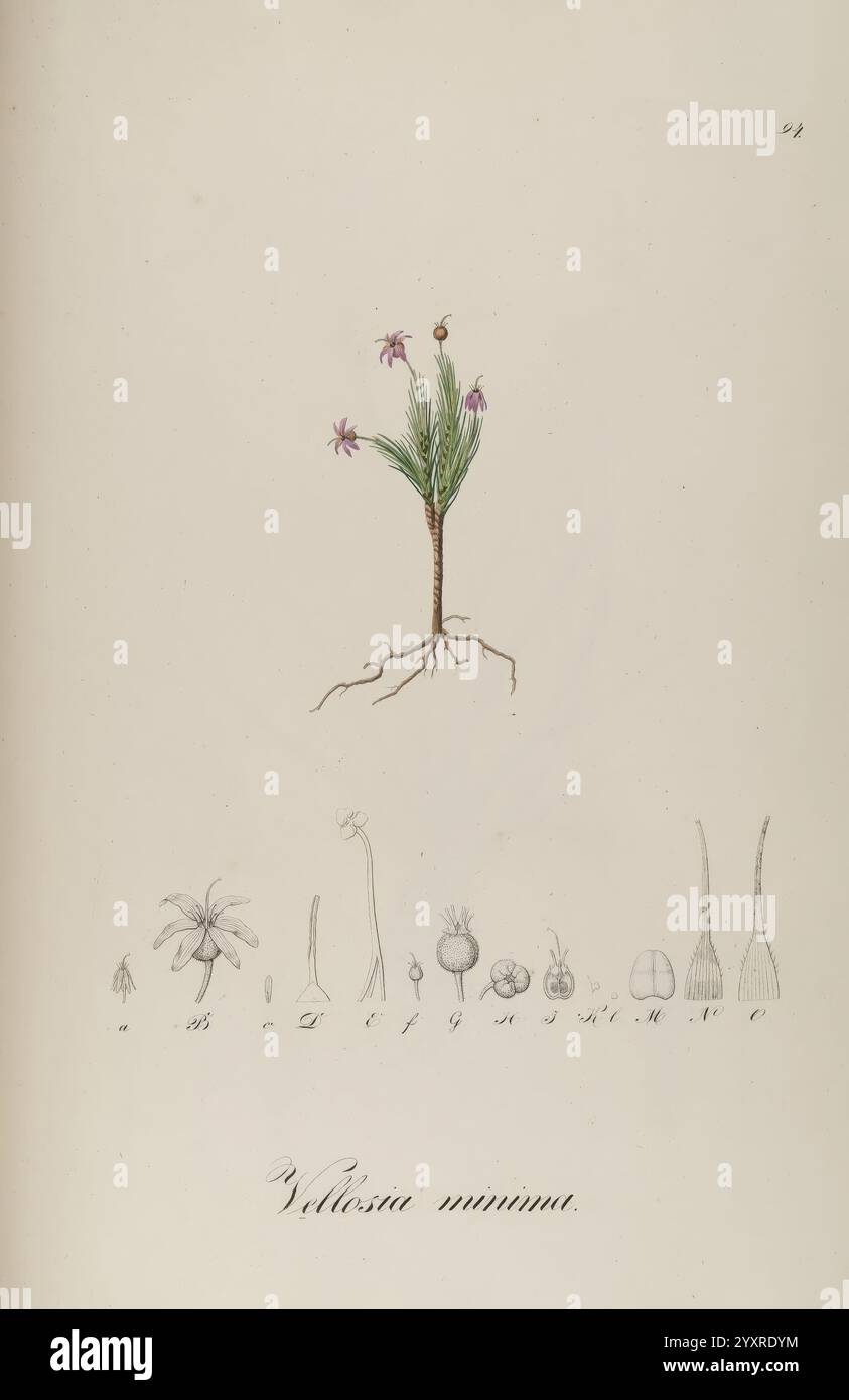 Plantarum Brasiliae icones et descriptiones hactenus ineditae ...