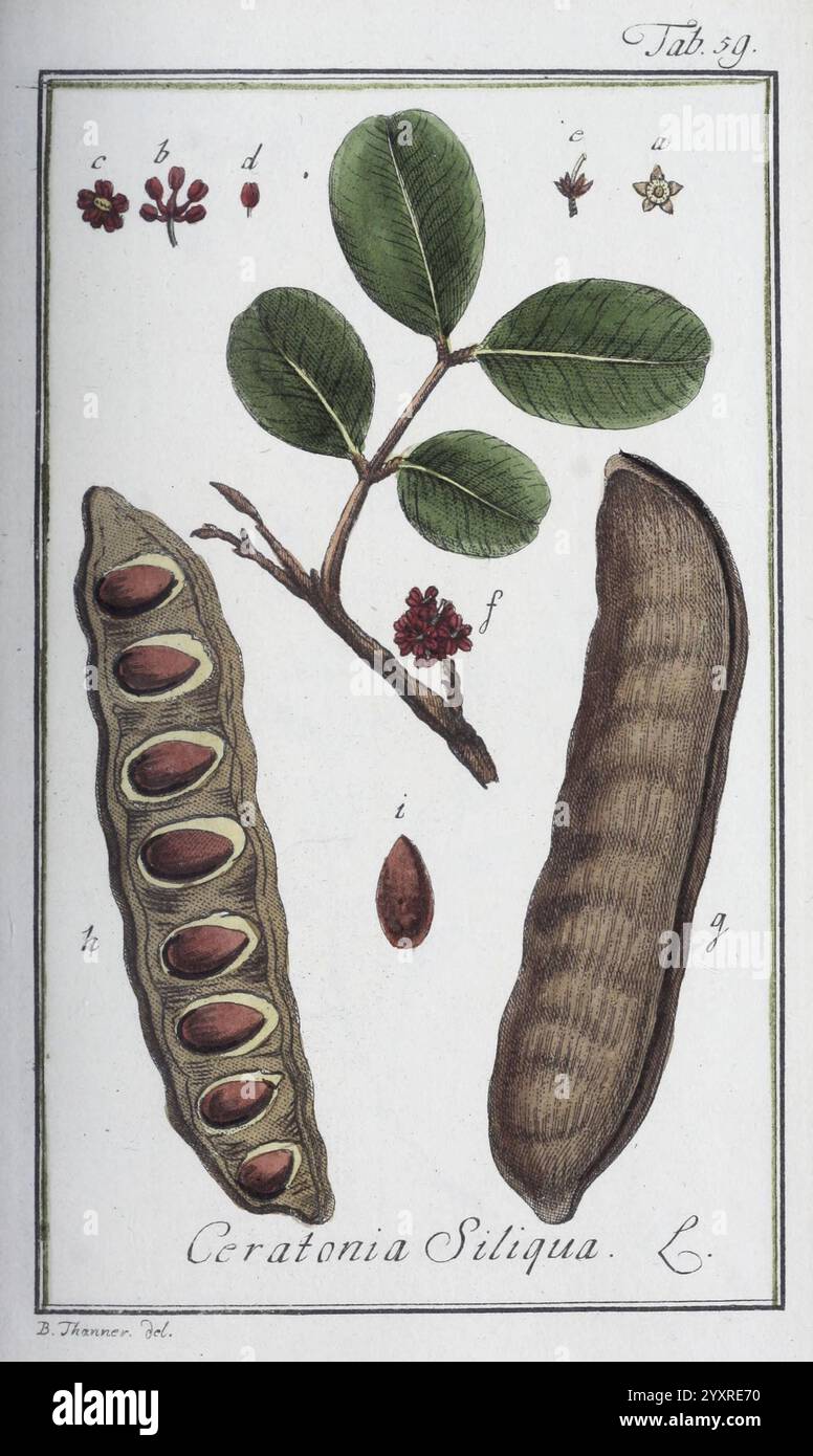 Icones Plantarum Medicinalium Nürnberg auf Kosten der Raspischen ...