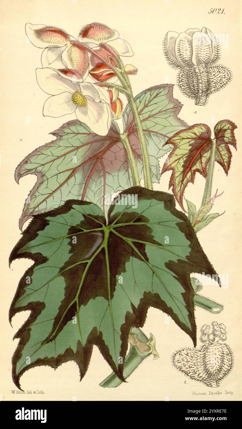 Curtis's Botanical Magazine, London, New York, botanical illustration ...