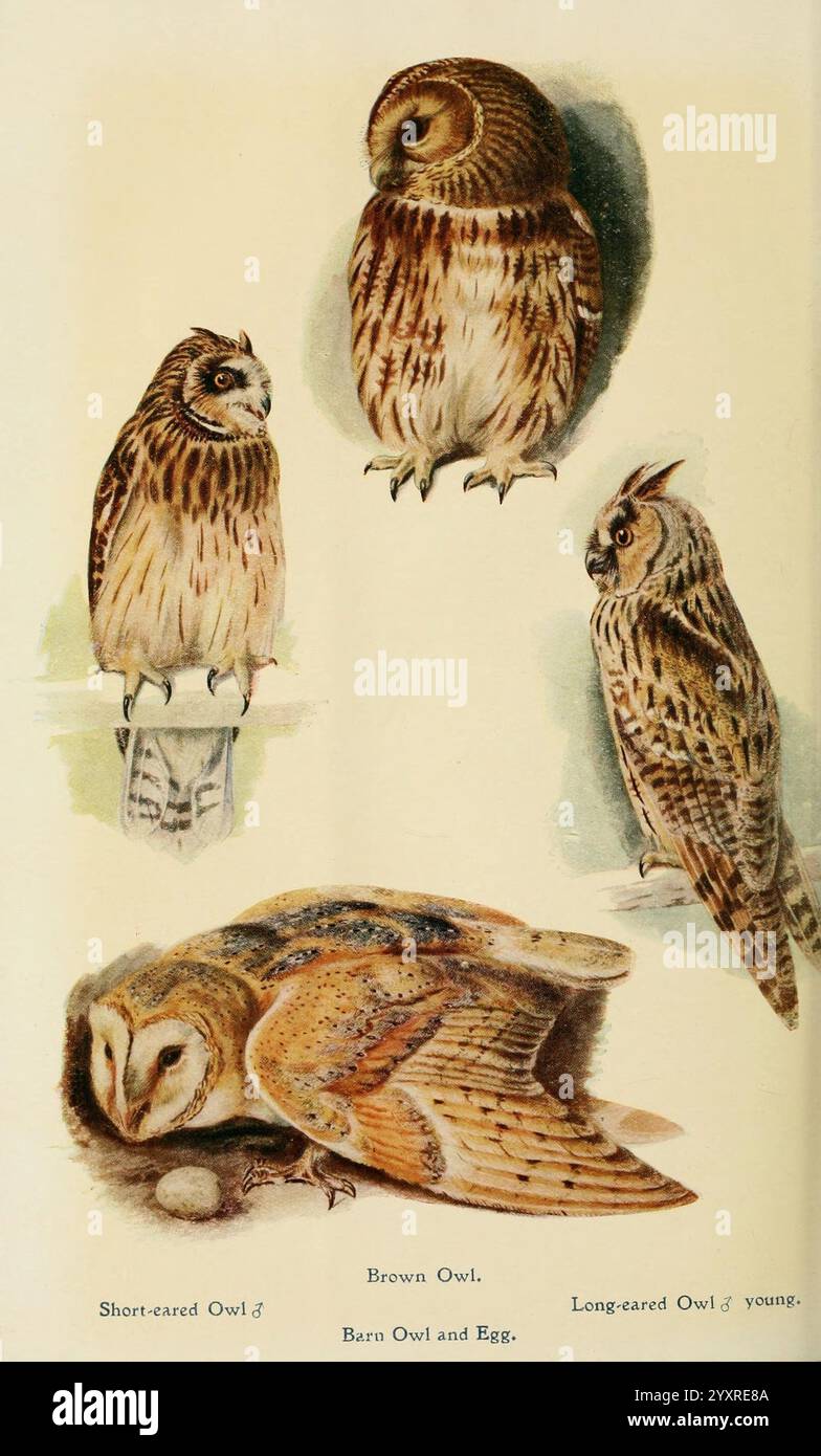 British birds in their haunts, London, Dutton [1922], Great Britain ...
