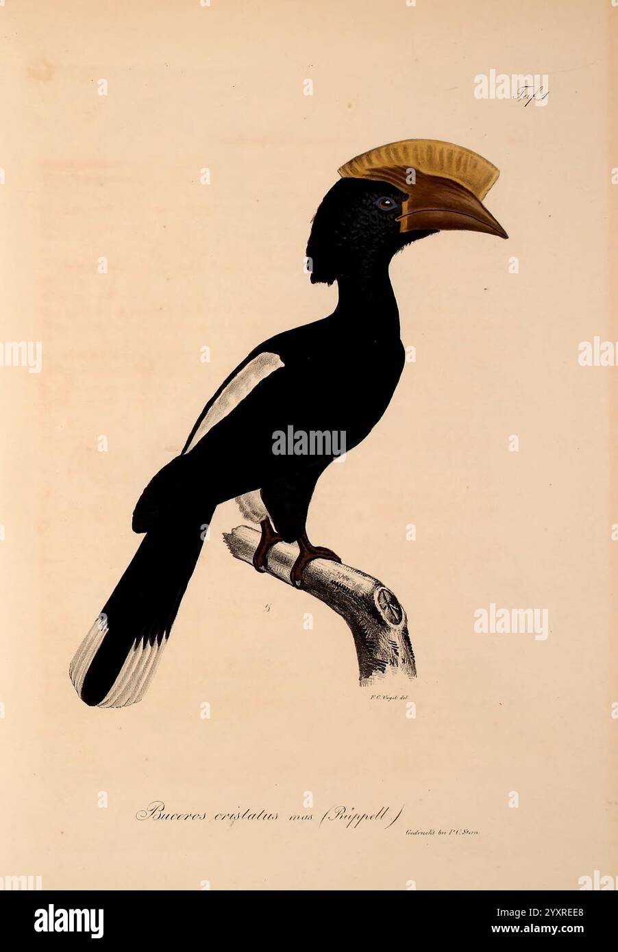 Neue, Wirbelthiere, zu, der, Fauna, von, Abyssinien, gehörig, Frankfurt, am, Main, S. Schmerber, 1835-1840, animals, Red Sea, identification, Ethiopia, zoology, classification, marine fishes, The artwork features a striking bird, known for its distinctive yellow crown atop its large, curved bill. The bird's sleek black plumage contrasts with the white accents on its wings and tail. Perched gracefully on a branch, the creature exudes an air of elegance and authority. This depiction captures the intricate details of its features, from the textured surface of its beak to the delicate outline of i Stock Photo