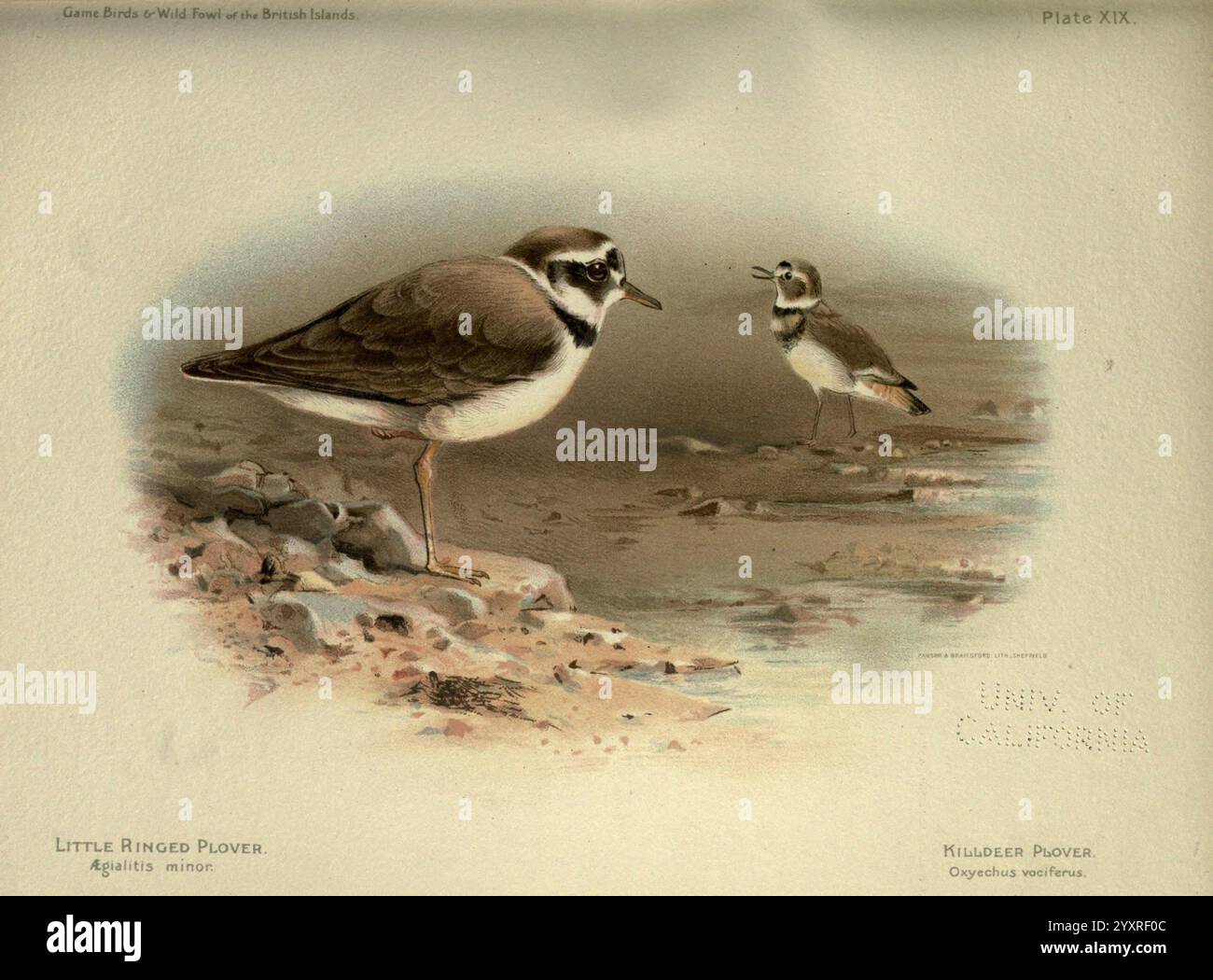 The game birds and wild fowl of the British Islands, Sheffield, Pawson ...