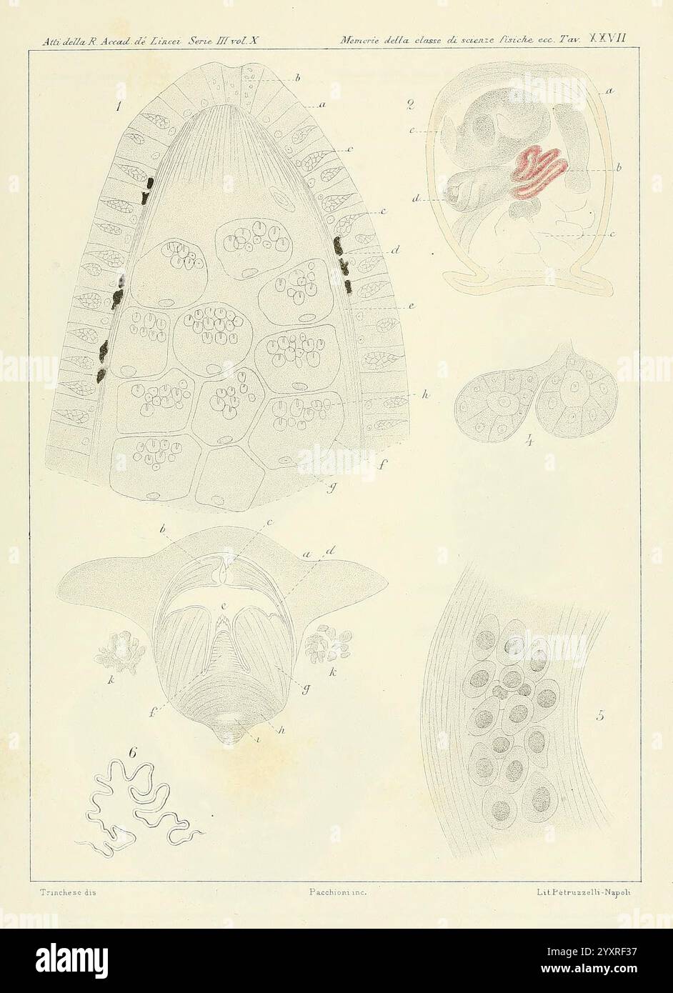 Understanding historical life forms hi-res stock photography and images ...