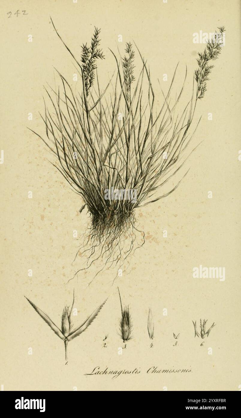 Species Graminum, Petropoli, Impensis Academiae Imperialis Scientiarum, 1828-1836, Gramineae, pictorial works, grasses, The illustration features an intricate representation of *Lachnagrostis filiformis*, showcasing a cluster of slender, upright grasses. The composition highlights the various stages of the plant, including detailed depictions of the leaves and flowering spikes. Below the main plant, smaller sketches outline specific features such as the flower heads and seed structures, numbered for reference. The careful attention to detail captures the delicate structure and texture of the g Stock Photo