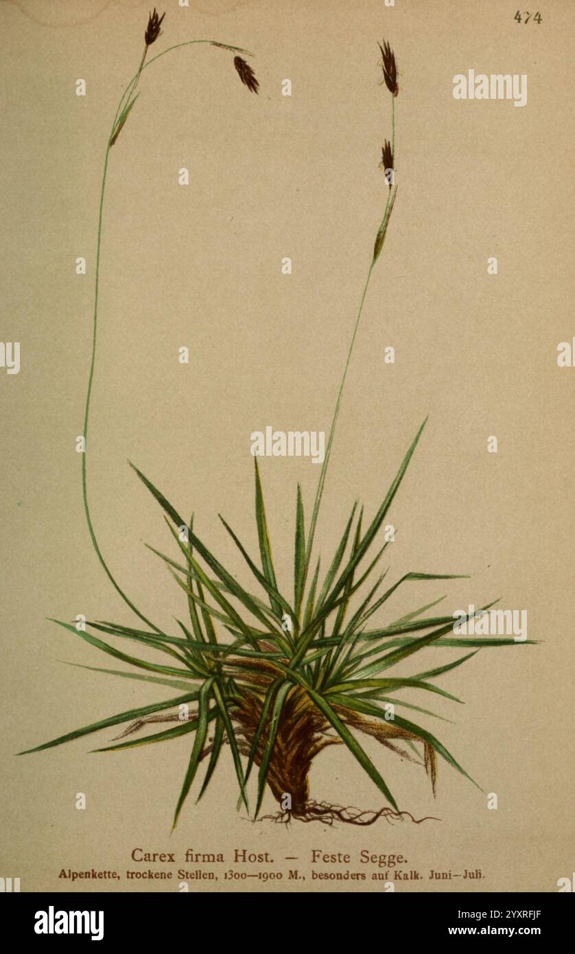 Atlas der Alpenflora, Wien, Alpenvereins, 1882, alps, atlases, mountain plants, A detailed illustration of Carex firma, commonly known as Feste Segge, showcasing its distinct grass-like appearance. The plant features long, slender green leaves that form a dense base, with tall, upright flower spikes emerging from the center. These spikes display feathery, dark seed heads at their tips, adding a touch of elegance to the overall structure. The background highlights the plant's natural habitat, indicating its preference for alpine settings ranging from 1300 to 1900 meters, particularly in calcare Stock Photo