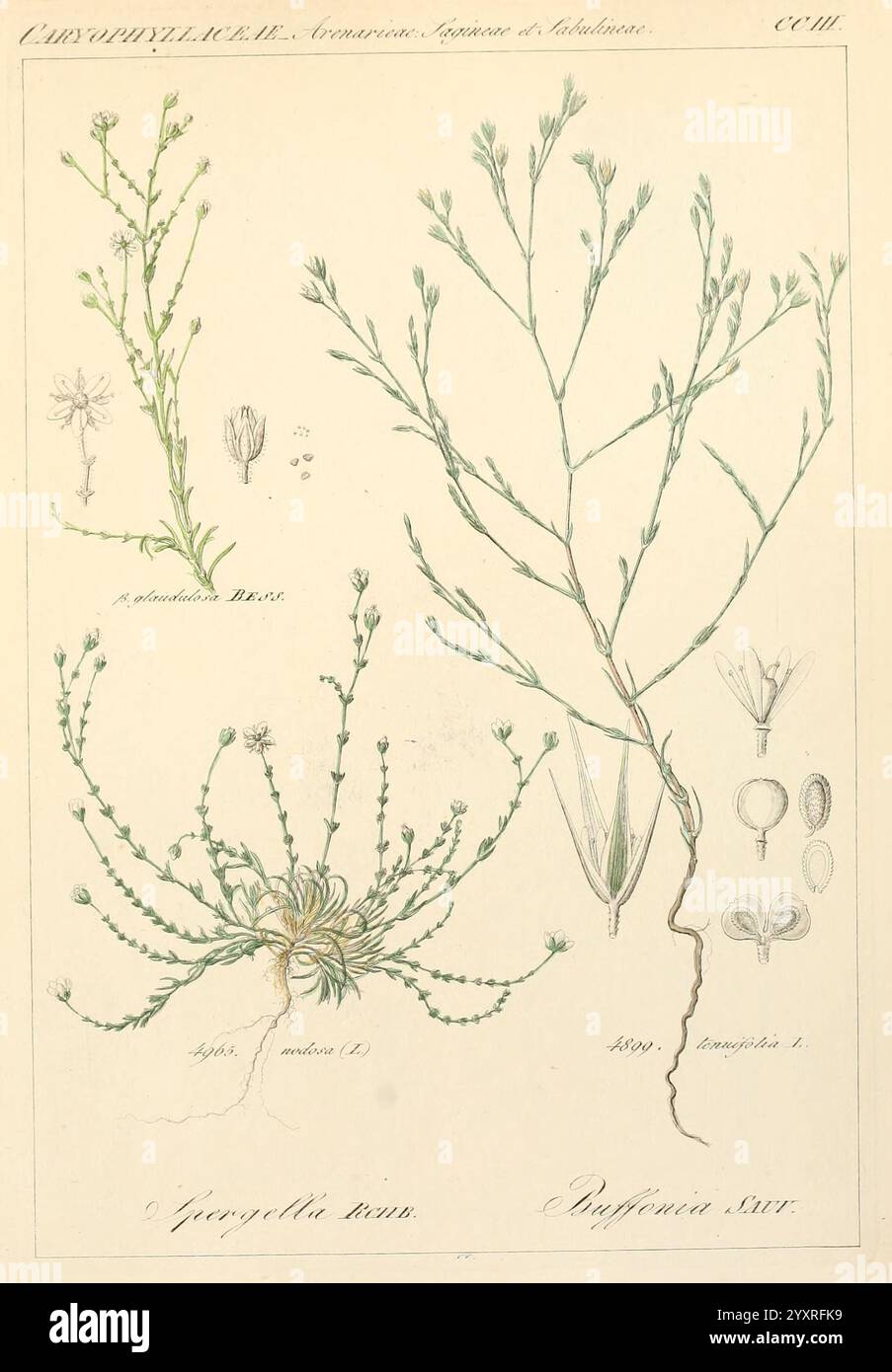 Icones florae Germanicae, Helveticae, Pedemontanae, Tirolensis ...