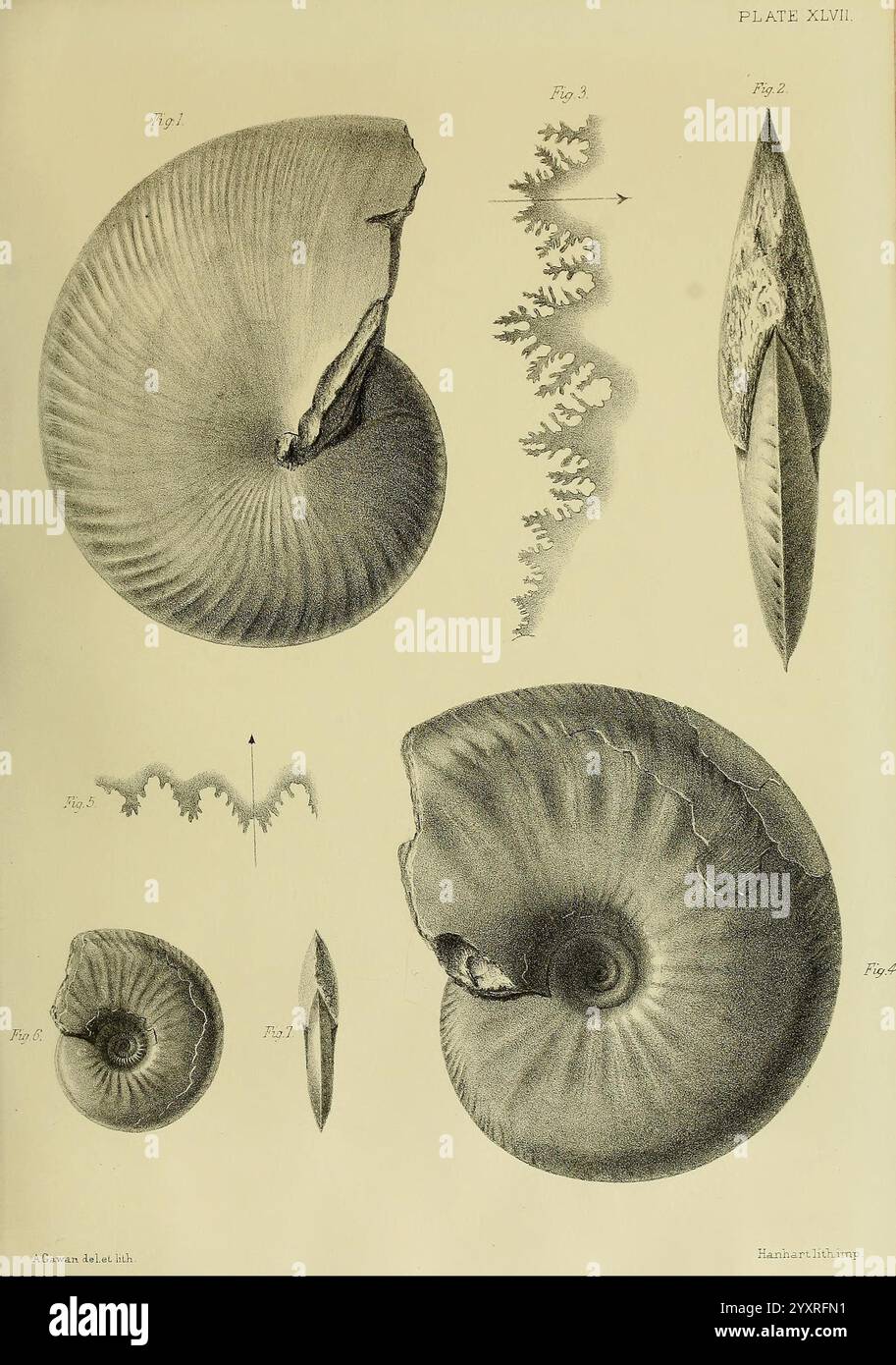 Indicating possible cross sections hi-res stock photography and images ...