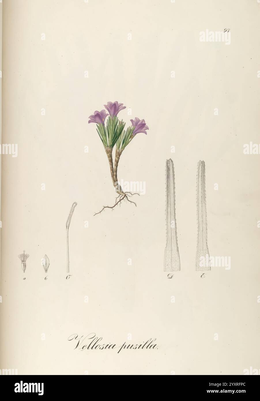 Study of plant morphology typical of botanical illustrations hi-res ...