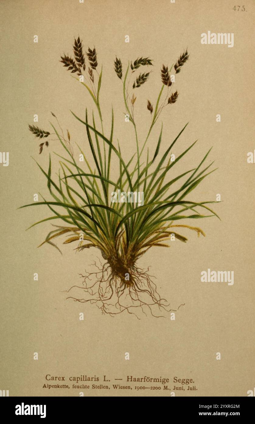 Feathery Roots Plants elegant feathery flower clusters hi-res stock photography and ...
