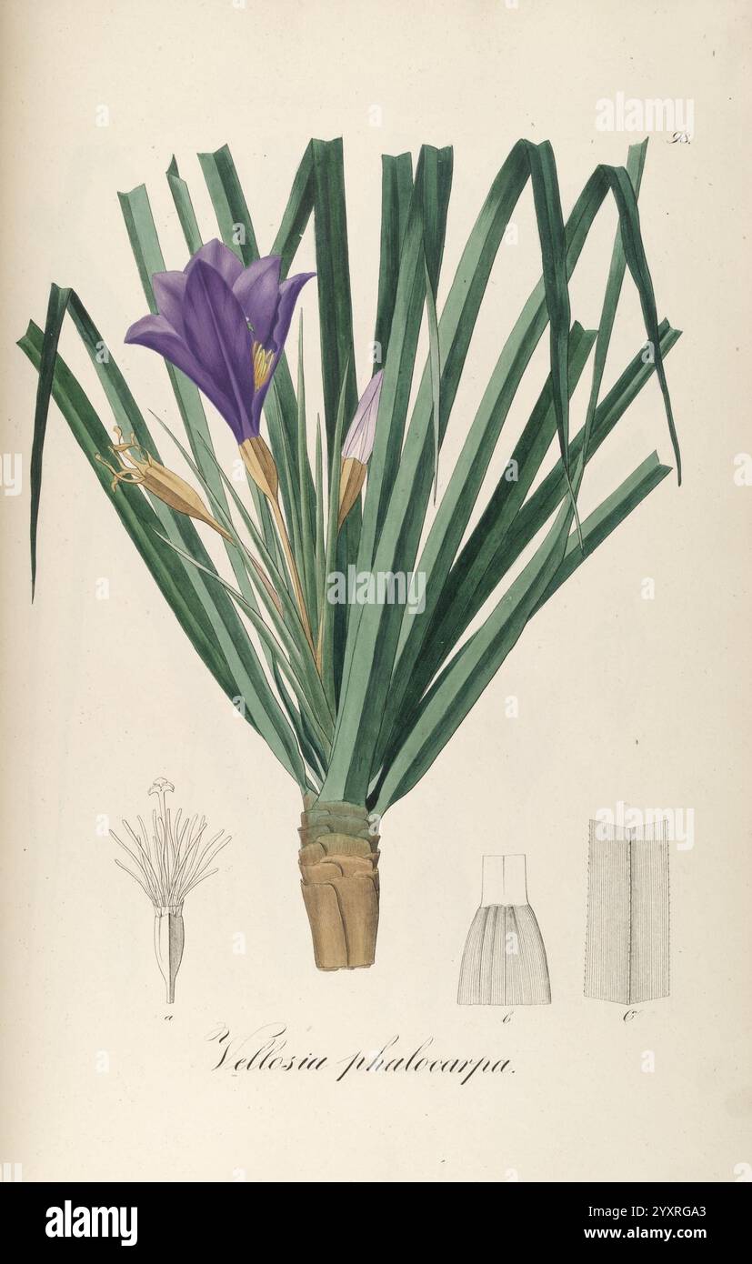 Plantarum Brasiliae icones et descriptiones hactenus ineditae ...