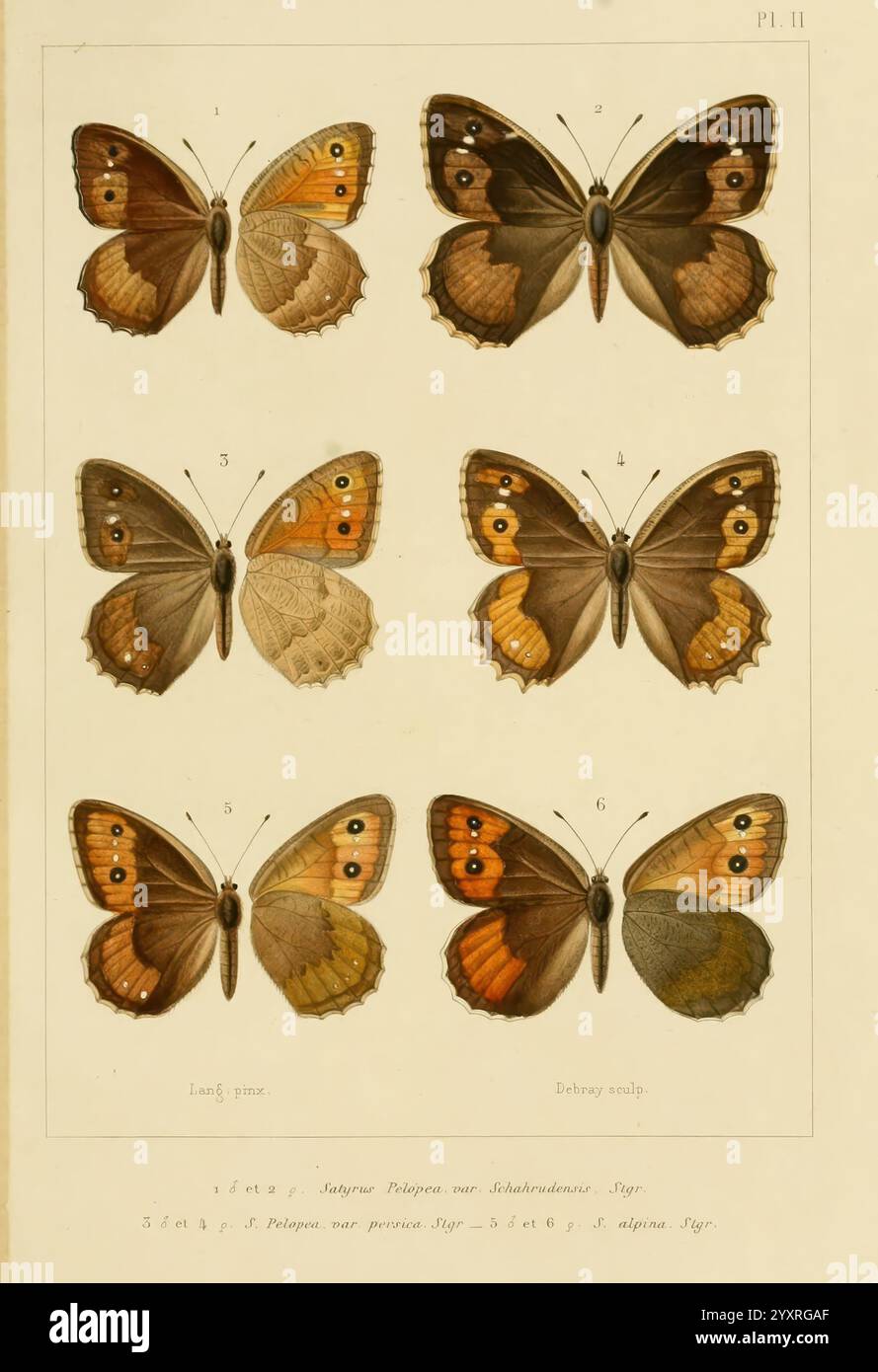 Top row features three unique butterfly species hi-res stock ...