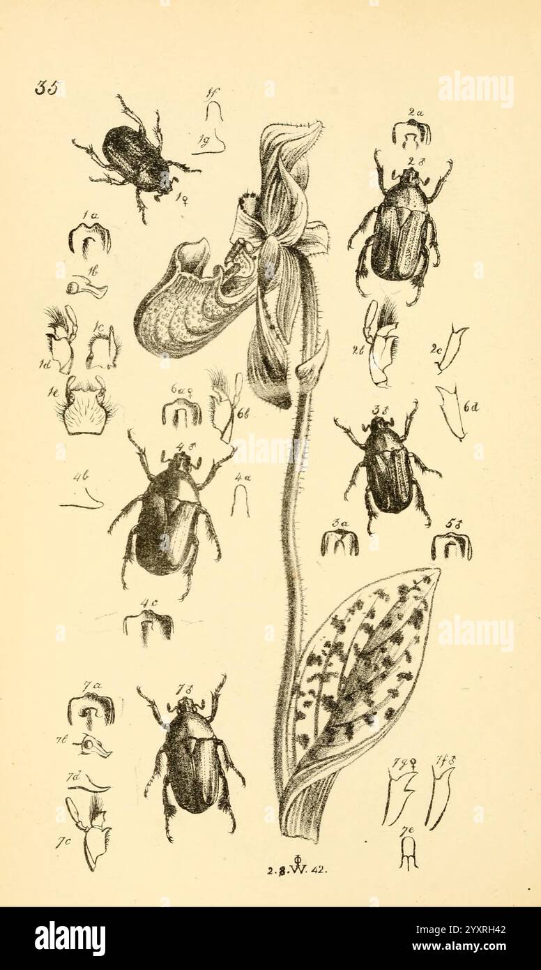 Arcana entomologica, or Illustrations of new, rare, and interesting ...