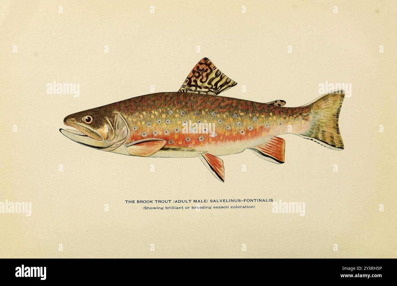 Trout Fish Shape Trout, fly-fishing, in America, New York, 1914, fly casting from old ...