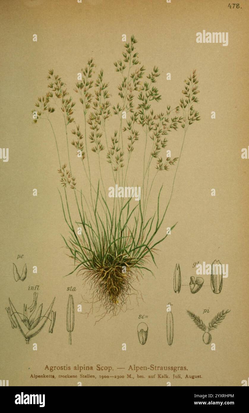 Atlas der Alpenflora Wien Alpenvereins 1882 alps atlases mountain ...