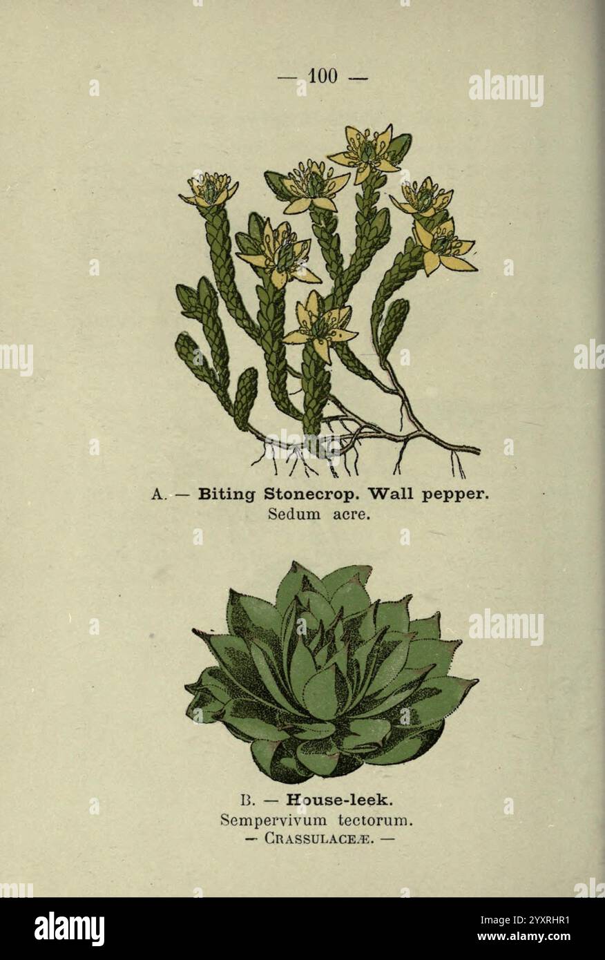 Warne 1895 botany great britain identification wildflowers hi-res stock ...