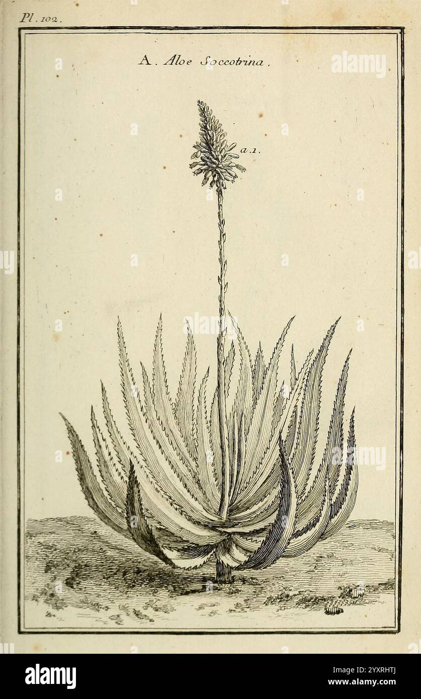 Aloe socotrina hi-res stock photography and images - Alamy