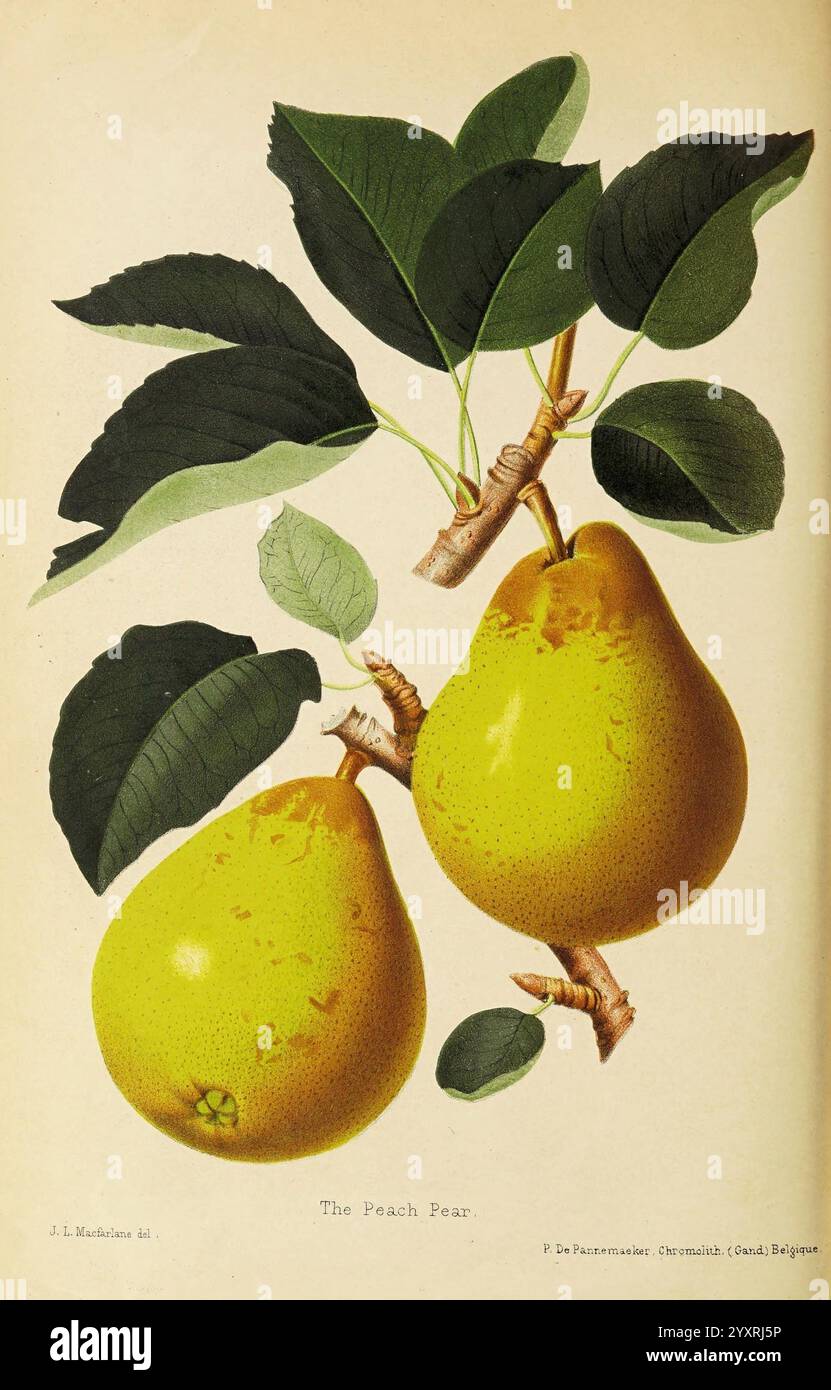 Remarkable pear tree hi-res stock photography and images - Alamy